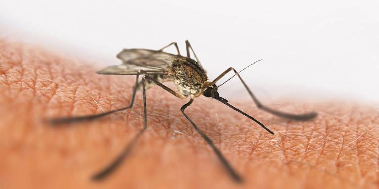 Аллергия на на укусы комаров
