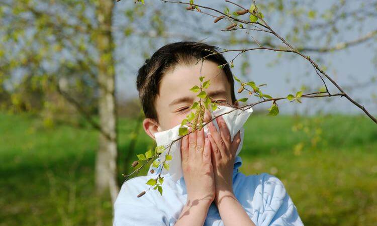 Лечение аллергии на березу у детей